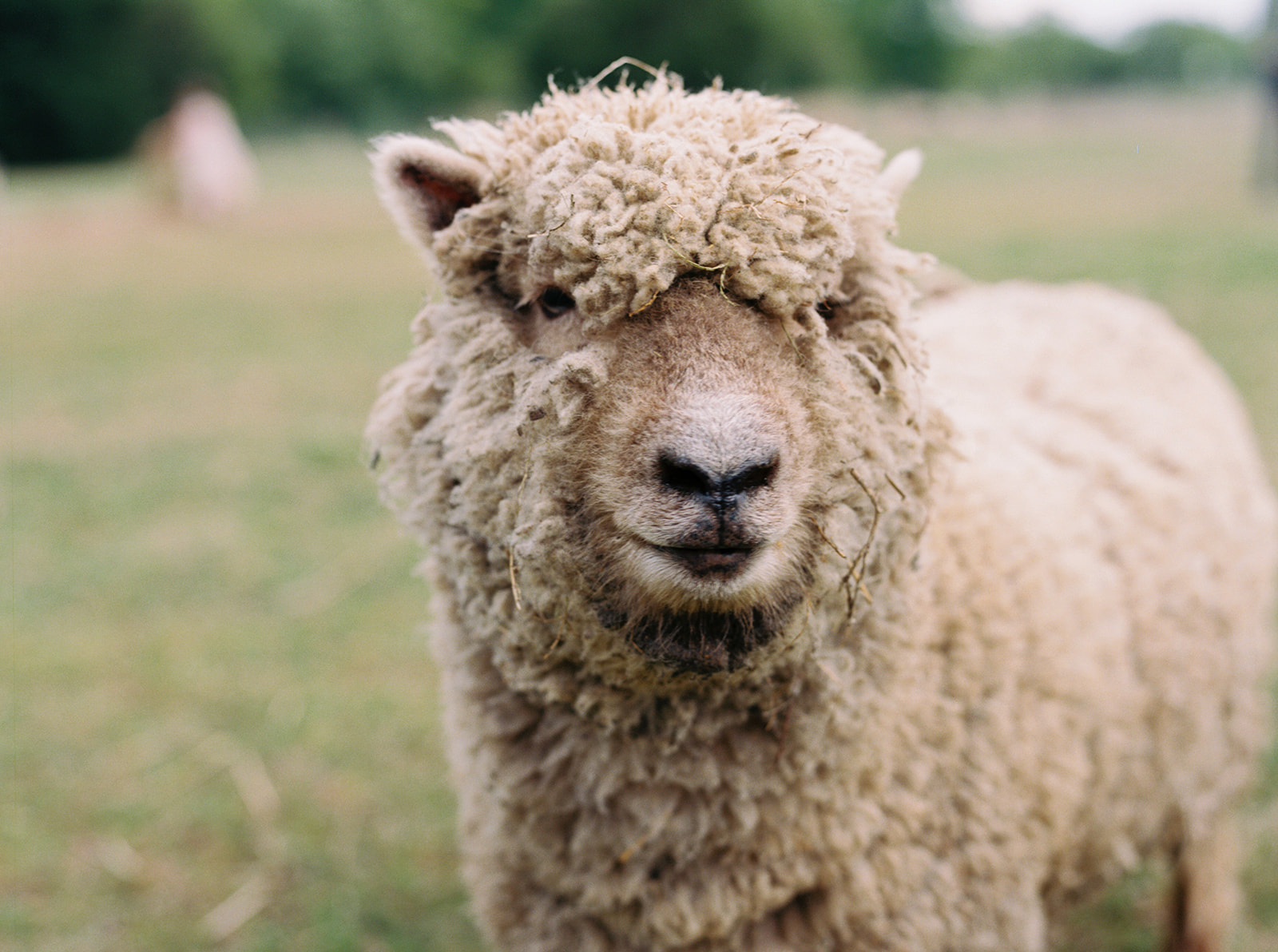 Babydoll Sheep are gentle, adorable, low-maintenance, yet productive—the perfect addition to your homestead or hobby farm! If you’re looking to start your own flock, this post covers everything you need to know: