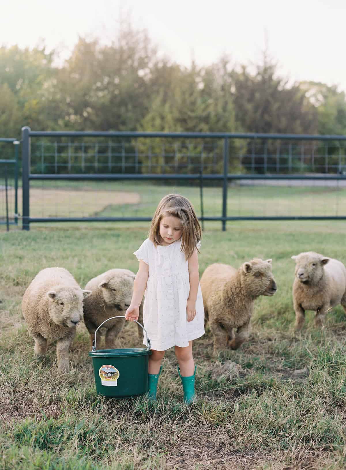 Babydoll Sheep Size | Babydolls usually do not reach taller than 24" | Learn more at everlyraine.com | Everly & Raine Co. by Katie O. Selvidge
