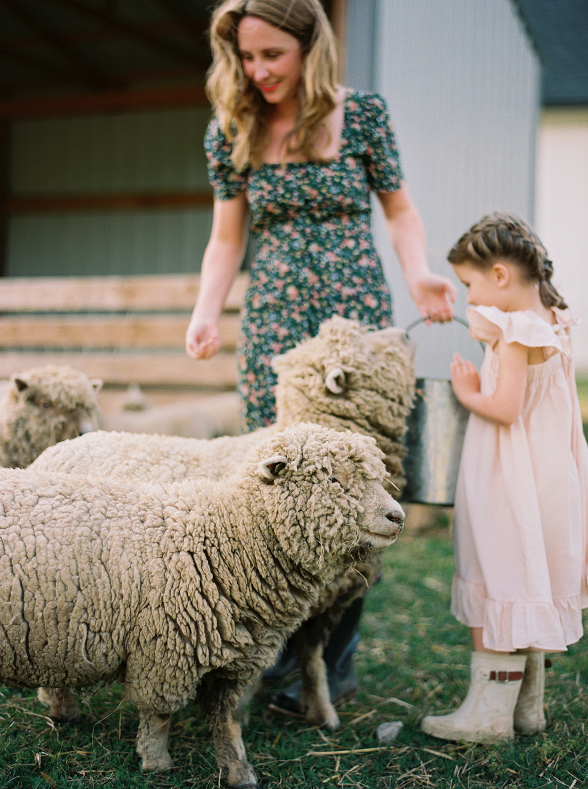 Babydoll Sheep are perfect for your homestead or hobby farm