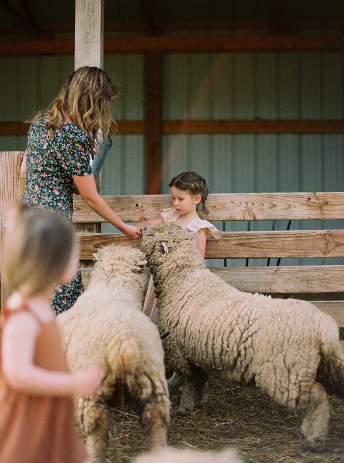 Babydoll Sheep are gentle, and perfect for families with children. Learn more at everlyraine.com