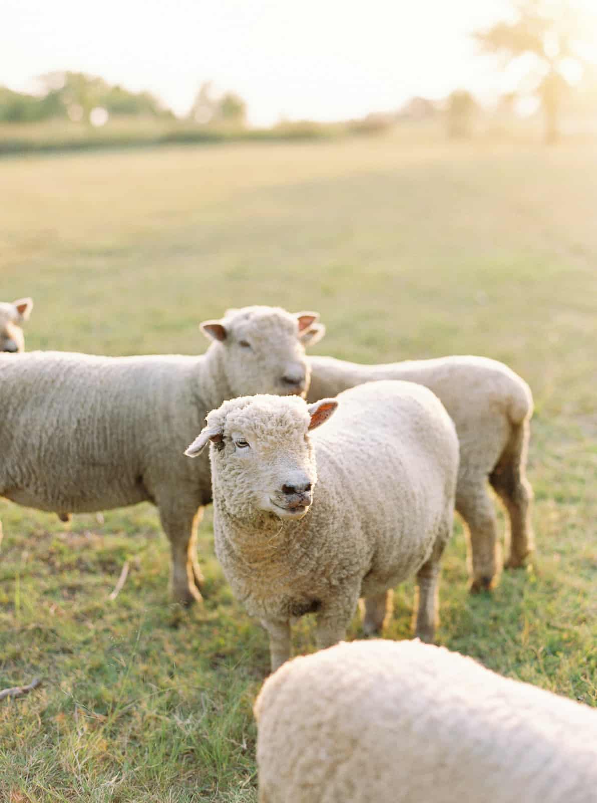 Babydoll Sheep are the perfect farm animal for beginner homesteaders | Learn more at katieselvidge.com