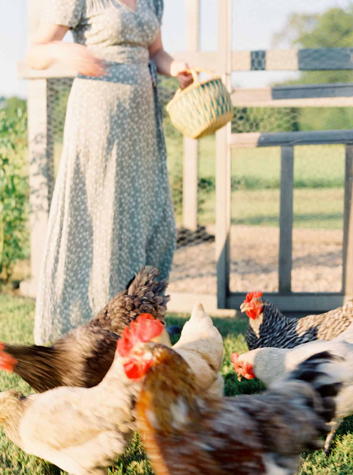 Do you have a homestead or a hobby? Learn more at everlyraine.com by Katie O. Selvidge