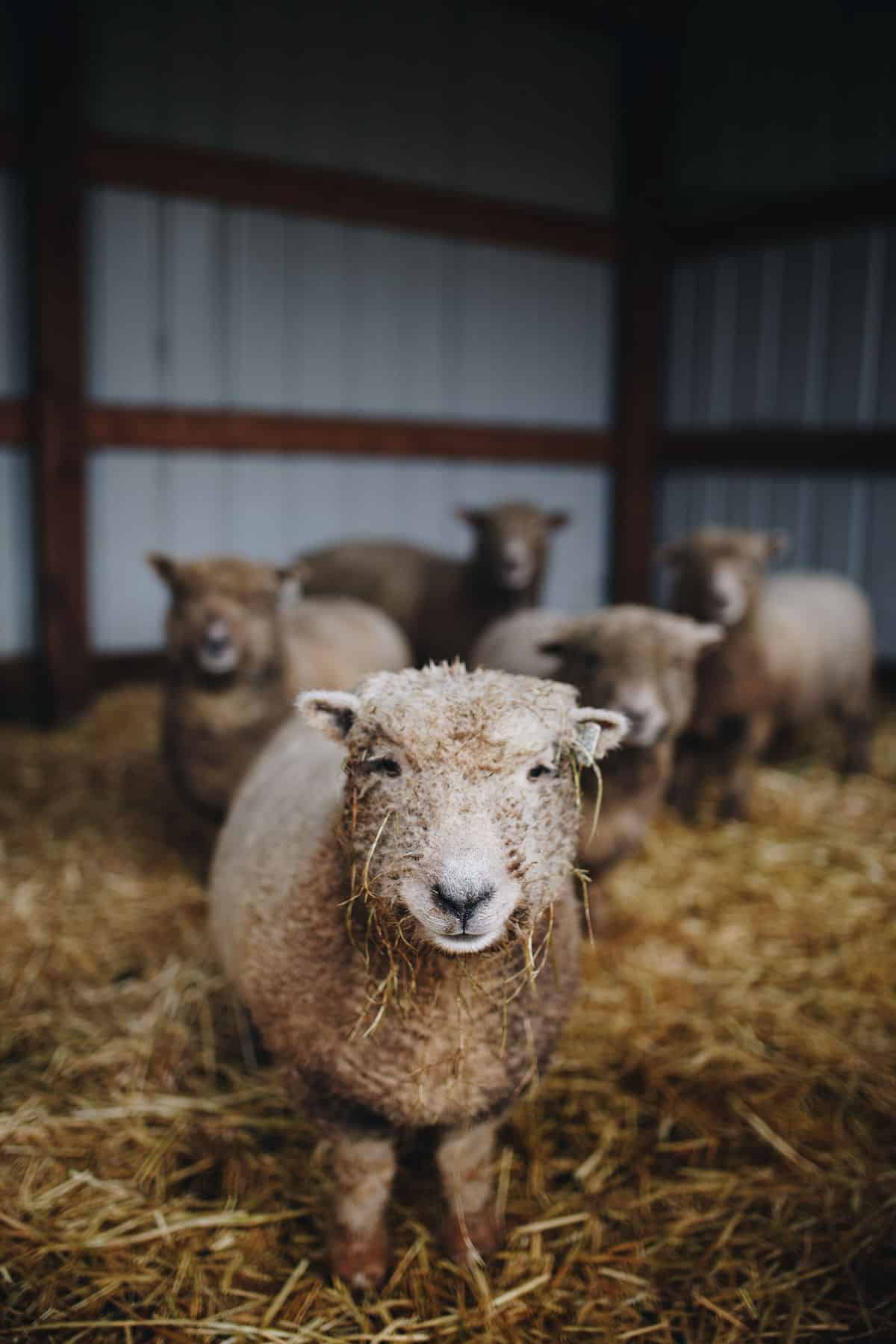 Babydoll Sheep are Perfect for Your Homestead by Katie O. Selvidge of Everly & Raine Co. | Learn more on everlyraine.com/babydoll-sheep-for-homestead

