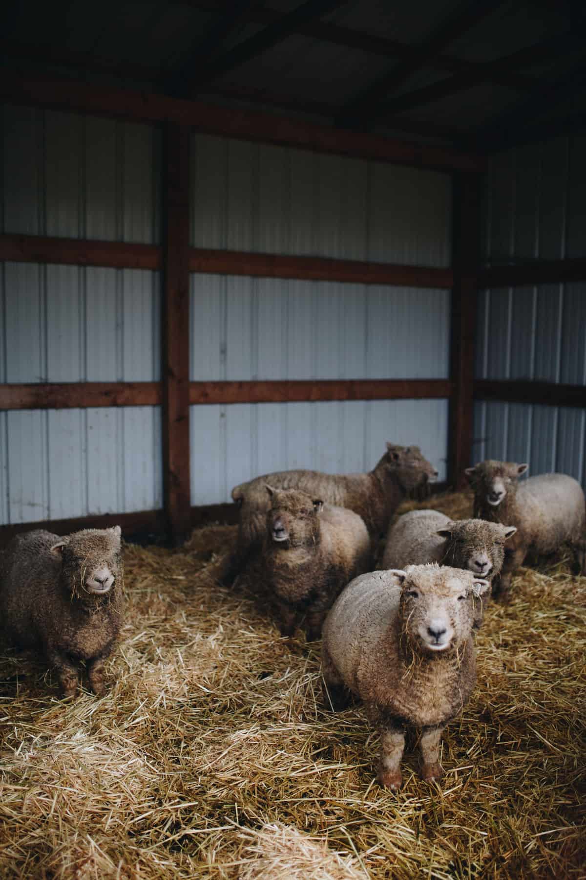Babydoll Sheep are perfect for your homestead or hobby farm. Learn more at everlyraine.com