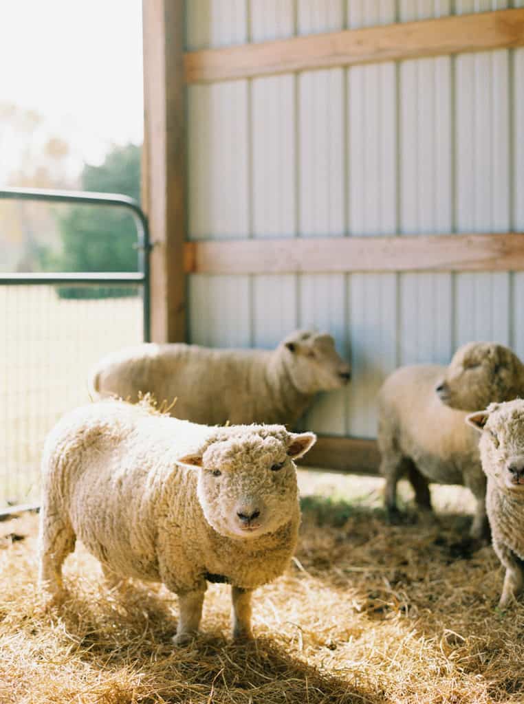 How to Deep Bedding Method Your Sheep Shed for Babydoll Sheep by Katie O. Selvidge of Everly & Raine Co. | everlyraine.com
