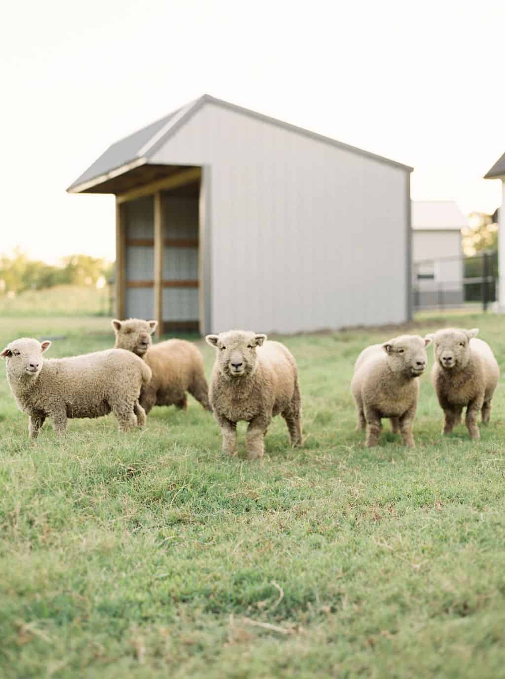 Babydoll Sheep Shelter | What sort of shelter do Babydoll Sheep need? Find out at Everly & Raine Co. by Katie O. Selvidge
