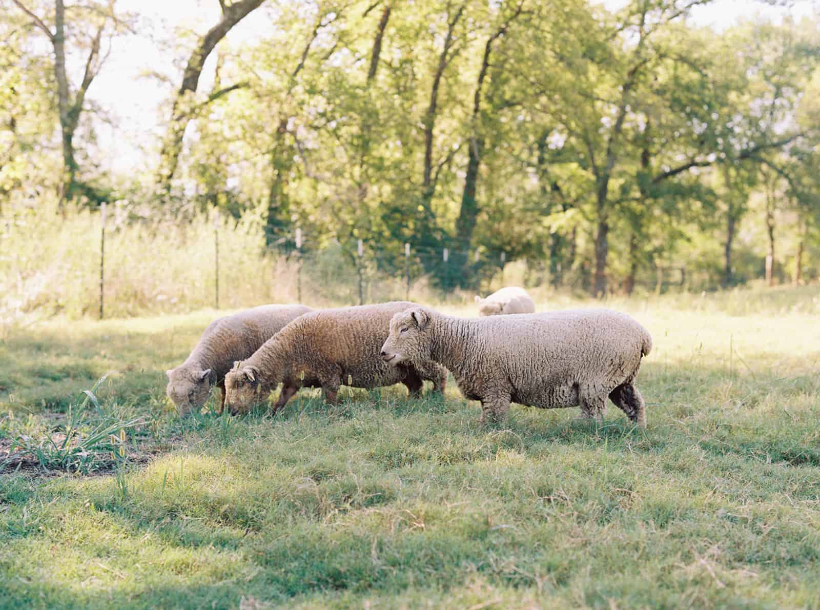 The Purposes and Practical Uses for Babydoll Sheep for Hobby Farmers by Katie O. Selvidge of Everly & Raine Co. | katieselvidge.com